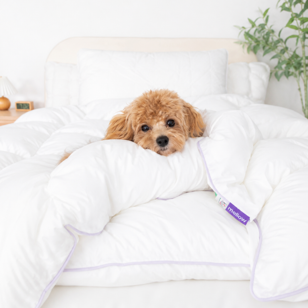 CloudFill Duvet Insert